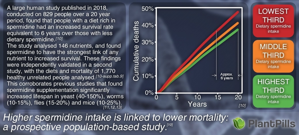 Spermidine Human Study